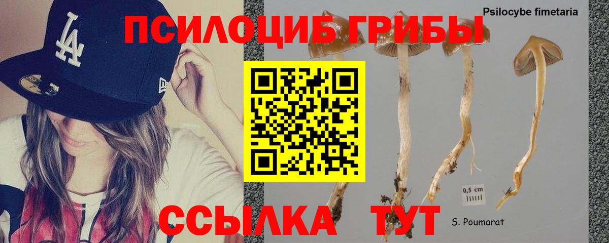 Псилоцибиновые грибы GOLDEN TEACHER Вичуга